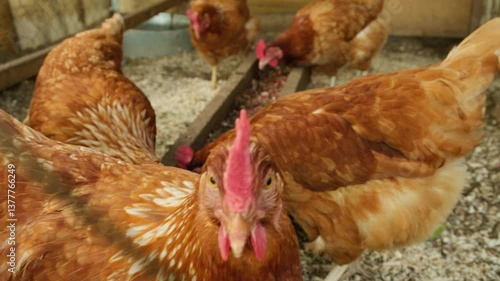 View of red healthy hens chickens on an organic chicken poultry in the village pecking the food, rural scene.