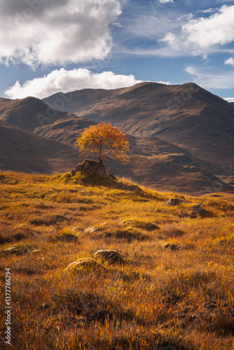 Obraz na płótnie Golden heather blankets the Scottish Highlands, where misty peaks rise above deep glens and serene lochs. Autumn’s glow paints a landscape of wild, untamed beauty. w salonie