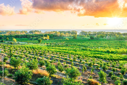 agriculture landscape of green farm plantation with garden of fruit trees in rows in golden sunrise sun rays. beautiful farmland in summer morning or evening