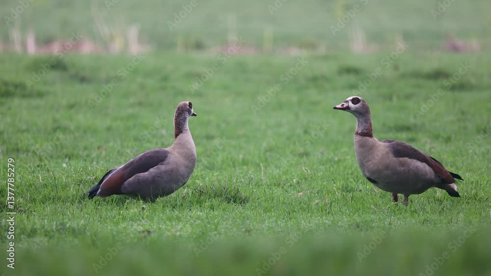 The video shows two Egyptian geese grazing on a green field, pecking at the grass. More birds are visible in the blurred background, creating a peaceful, natural atmosphere in an open landscape. The video shows two Egyptian geese grazing on a green field, pecking at the grass. More birds are visible in the blurred background, creating a peaceful, natural atmosphere in an open landscape.