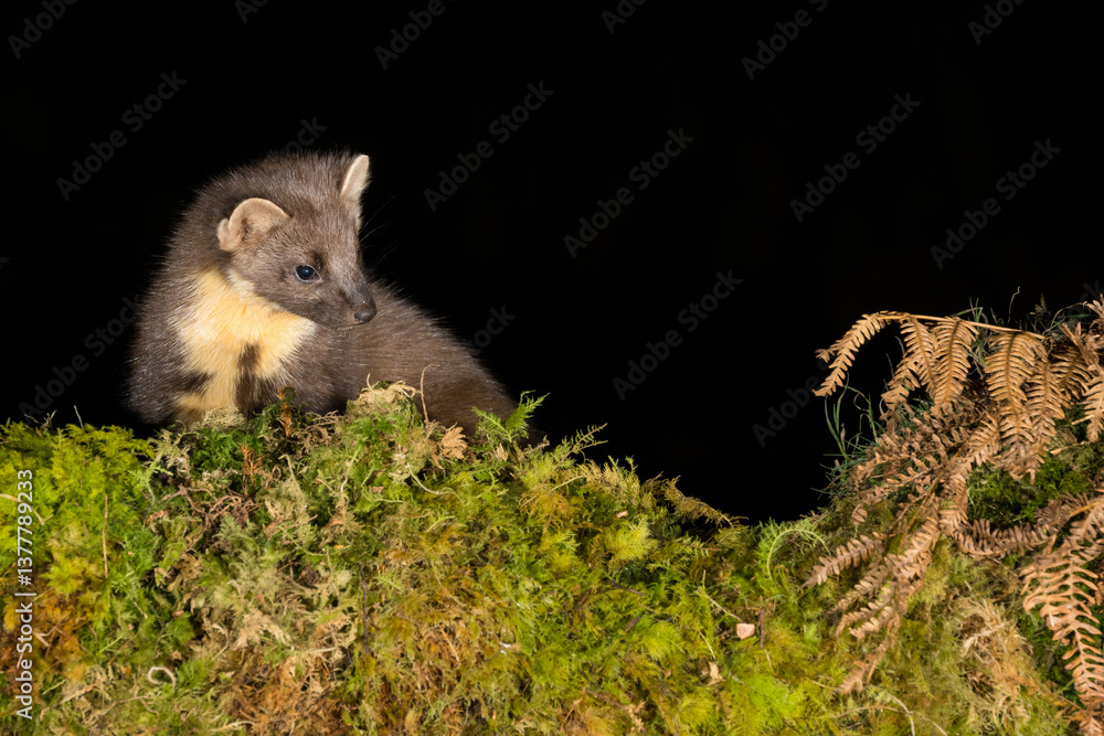Naklejka premium Pine Marten, Dumfries & Galloway, Scotland