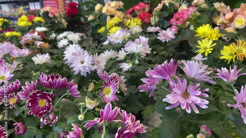Various Types of Purple and Pink Flowers at Garden Store