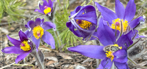 Spring, primroses bloomed in the forest