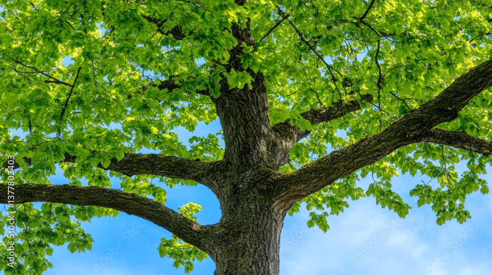 Obraz premium Lush green tree branches reaching towards clear sky