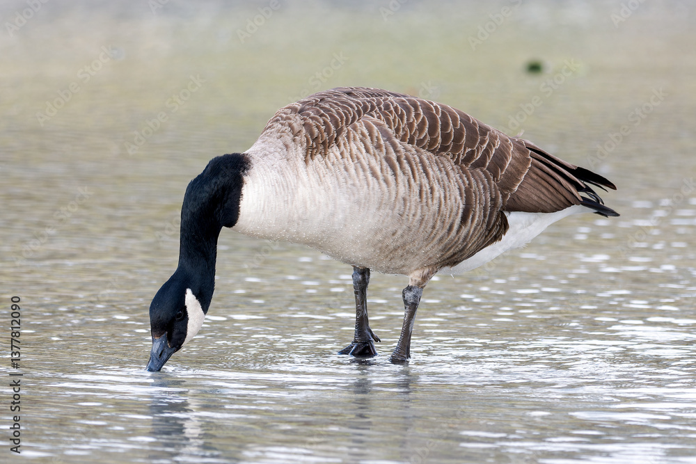 Fototapeta premium Bernache du Canada (Branta canadensis) marchant dans l’eau dans le Bois de Vincennes