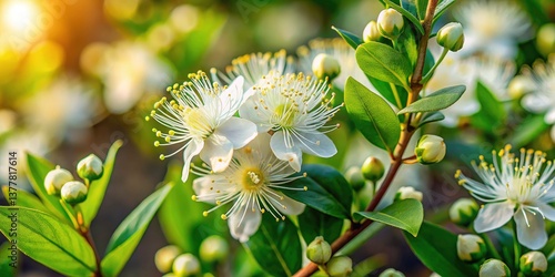 Myrtus Communis Photography: Stunning Hambeles Myrtle Images, Rule of Thirds Composition