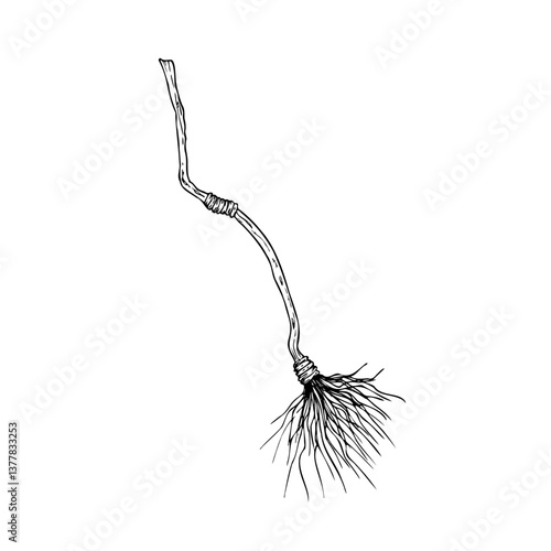 Vector flying witch's broom. Hand painted linear wizard halloween illustration. Graphic monochrome sketch isolated on background. For designers, prints, logo, icon, menu, postcards, holiday, covers