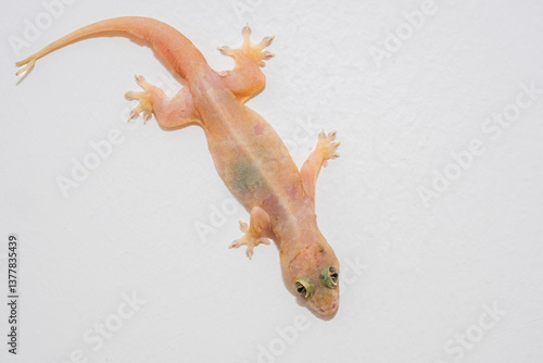 A close-up of a small lizard clinging to a white wall, its pale skin and delicate features visible against the stark background.