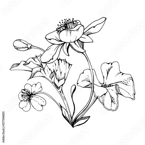Early spring white forest cloudberry flowers with leaves, anemone primrose ephemera, hand drawn vector ink. Single boutonniere buttonhole isolated illustration. Wedding, florist shop, scrapbooking