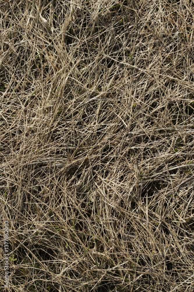 Dry grass texture on urban lawn in spring Dry grass texture on urban lawn in spring
