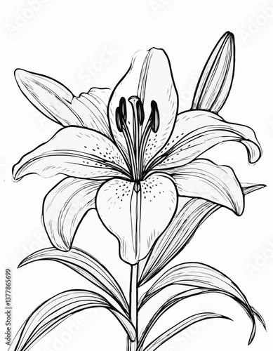 Lily Flower Detailed Line Drawing Elegant Botanical