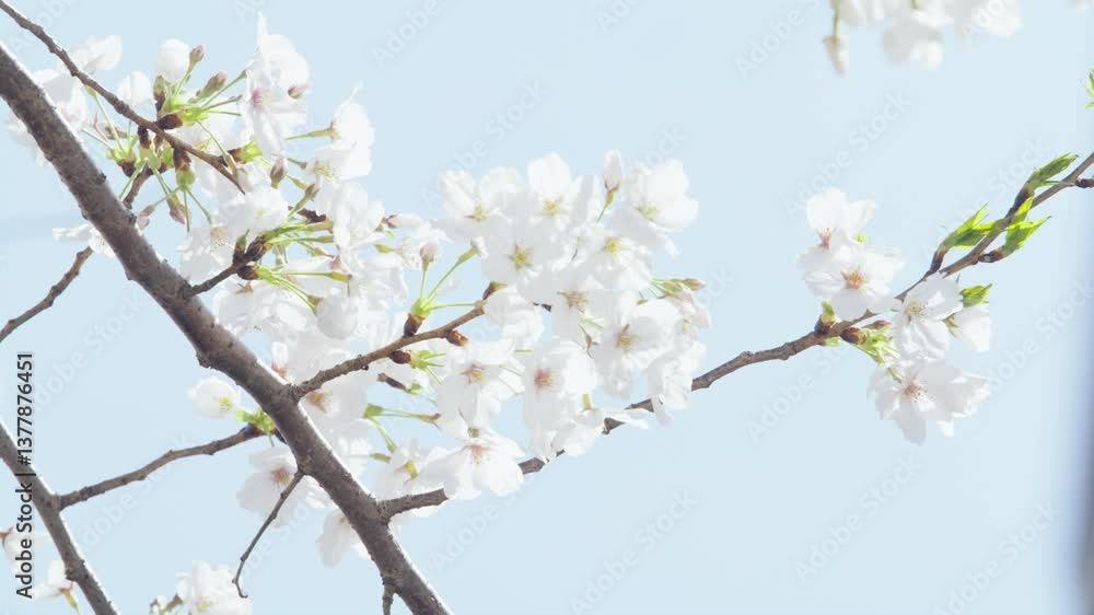 Elegant Pink Cherry Blossoms Dancing in Wind Elegant Pink Cherry Blossoms Dancing in Wind