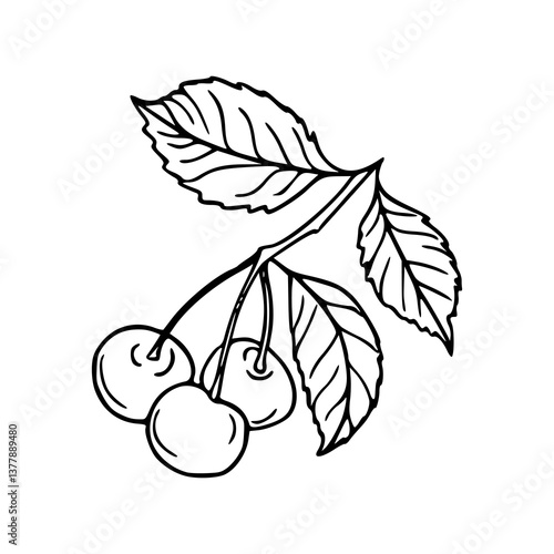 cherry bunch line art illustration