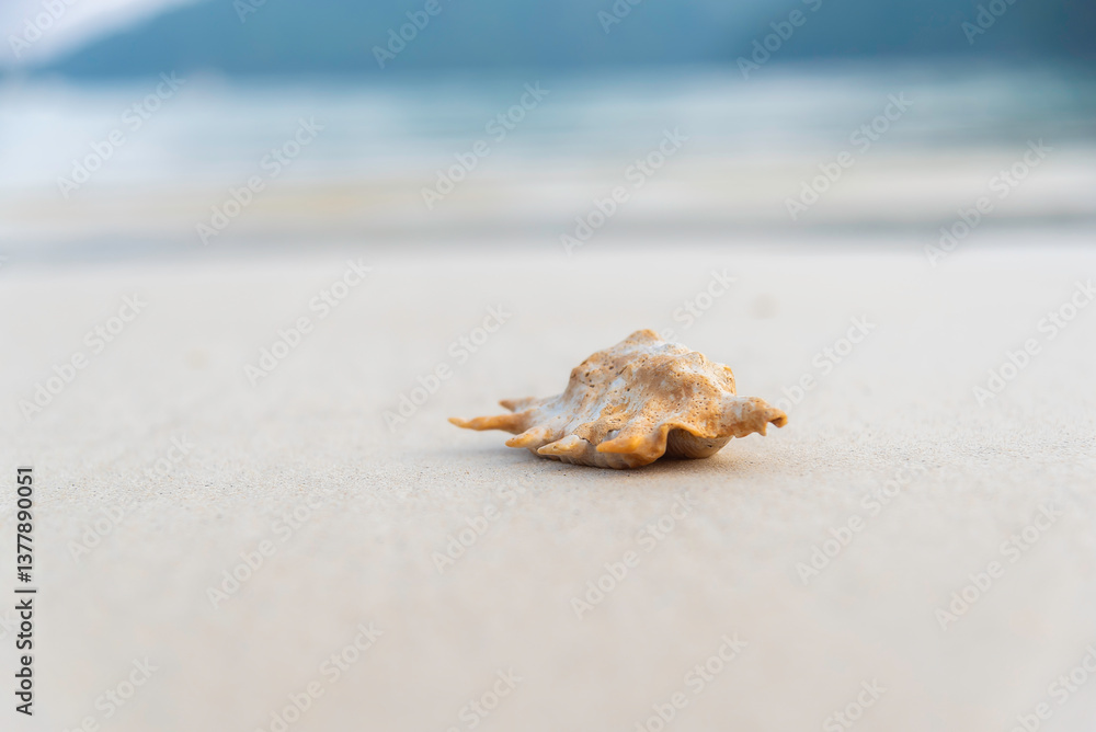 Beautiful striped shell on the sand for a photo background Beautiful striped shell on the sand for a photo background
