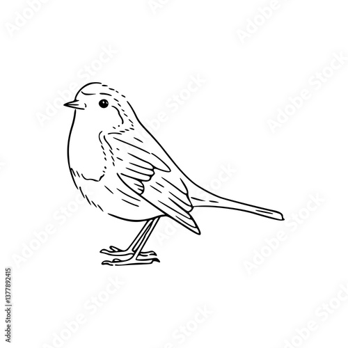 simple robin vector drawing