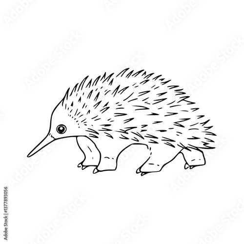 simple echidna drawing vector