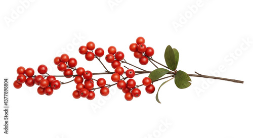Isolated Christmas berries