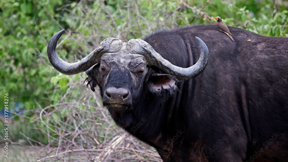Buffalo in the Okavango Delta Buffalo in the Okavango Delta
