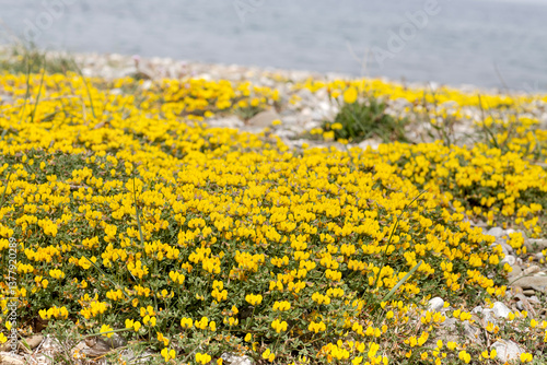 Close-up view of spring meadow (Greece)
