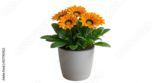Isolated Blooming Gazania Bright Orange Flowers in Pot