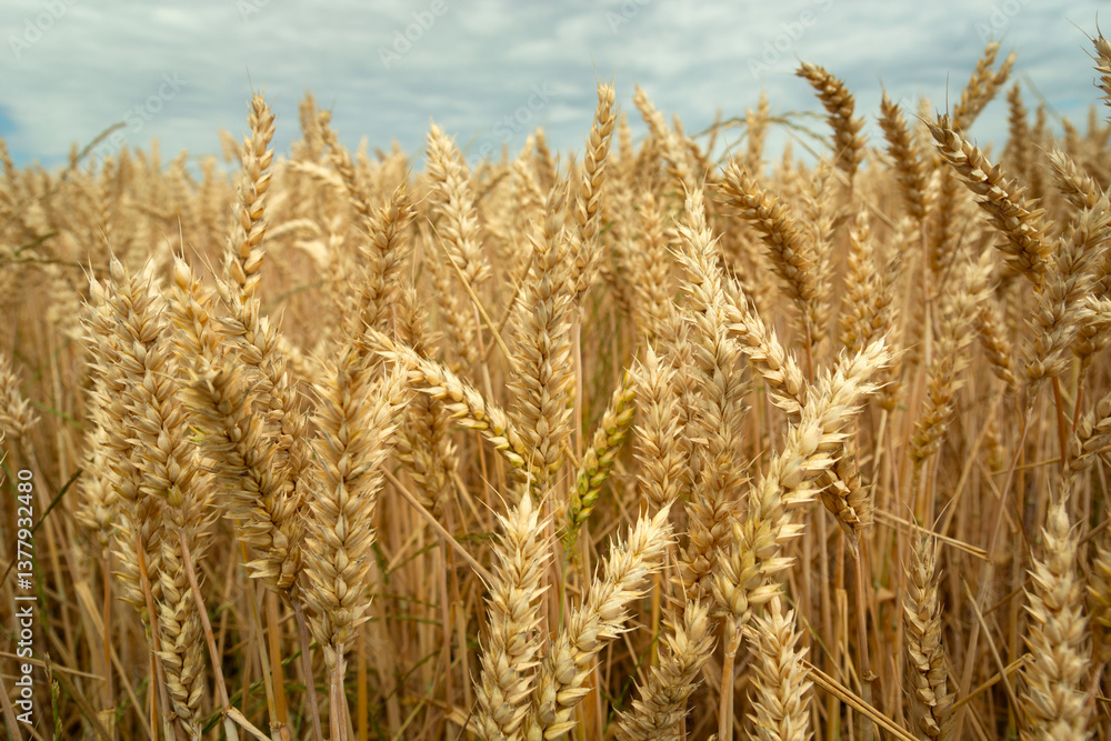 Close-up of golden wheat ears and cloudy sky