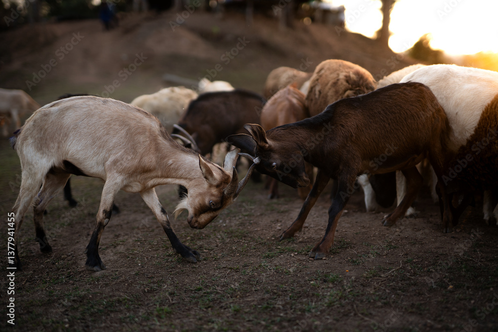 Fototapeta premium The goat is using its horns in a fight.