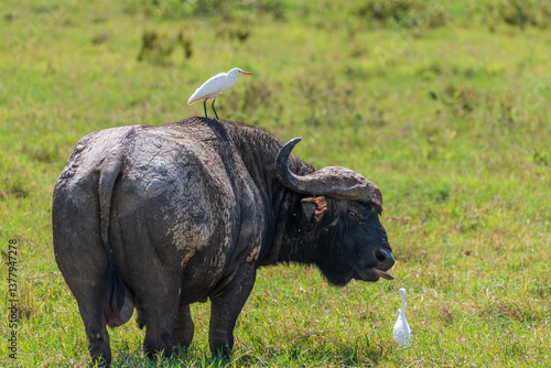 Telephoto of Cape Buffalo -Syncerus caffer- sticking its tongue out while grazing in Lake Nakamuro national park, Kenya, while surrounded by cattle egrets -bubulcus photo
