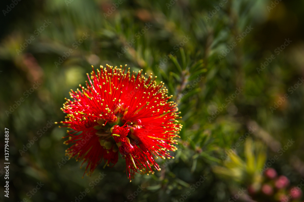 A striking red bottlebrush flower in full bloom, set against a lush green background. Its vivid red filaments tipped with golden pollen stand out beautifully, showcasing nature's intricate design A striking red bottlebrush flower in full bloom, set against a lush green background. Its vivid red filaments tipped with golden pollen stand out beautifully, showcasing nature's intricate design