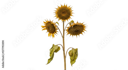 Tableau sur toile Isolated Sunflowers Wilted
