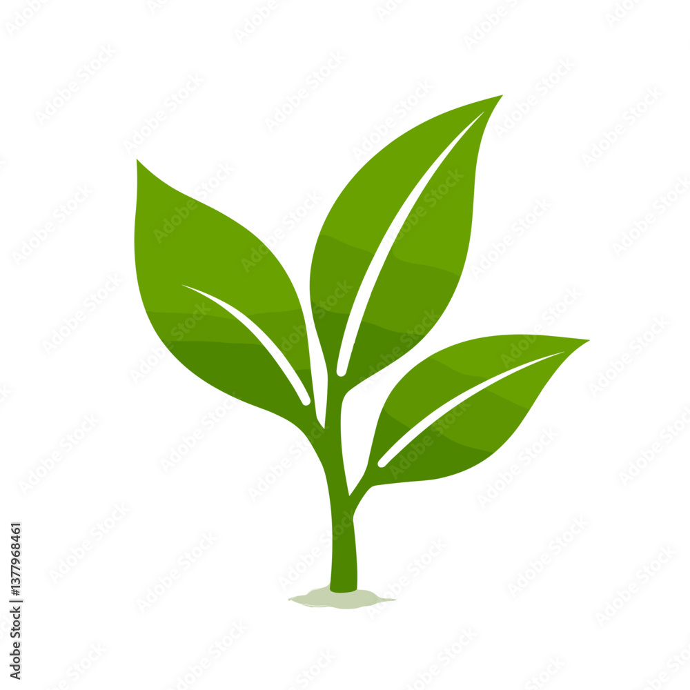 Green plant sprouting leaves on a white background Green plant sprouting leaves on a white background
