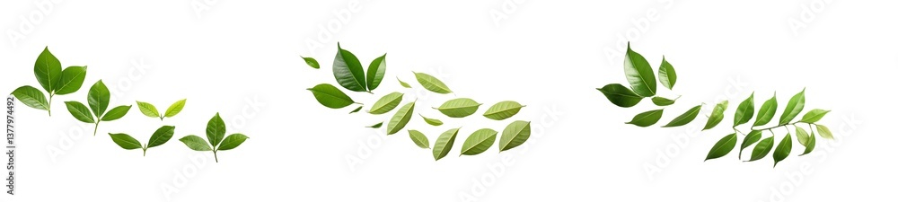 Real leafs trensforent background Real leafs trensforent background