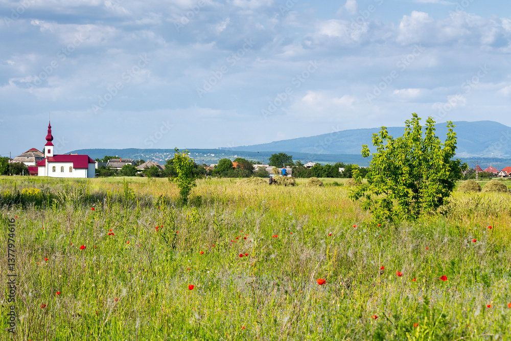 field with red poppies in village outskirts. mountainous countryside landscape with flowers in summer. organic tourism. blooming rural scenery of ukraine in evening light
