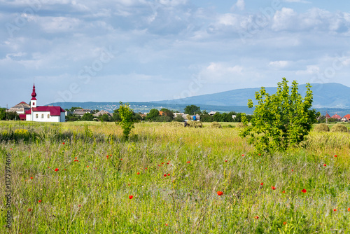 Obraz na płótnie field with red poppies in village outskirts. mountainous countryside landscape with flowers in summer. organic tourism. blooming rural scenery of ukraine in evening light w salonie