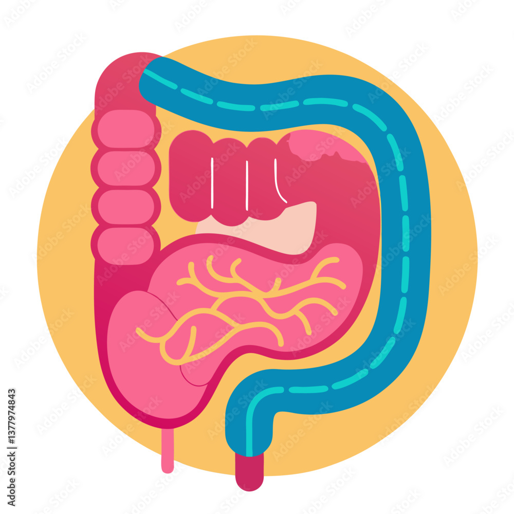 Cartoon Digestive System Anatomy with Intestines, Stomach and Colon on Abstract Background for Education and Medical Purpose Cartoon Digestive System Anatomy with Intestines, Stomach and Colon on Abstract Background for Education and Medical Purpose