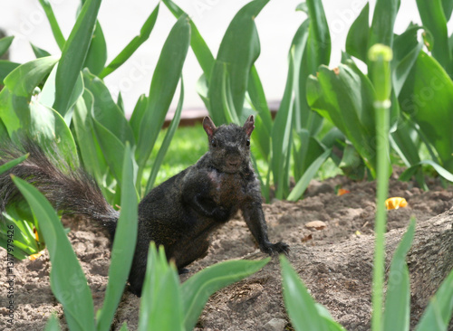 Photography Black Squirrel searching for food at Tulip Garden in Toronto, Canada