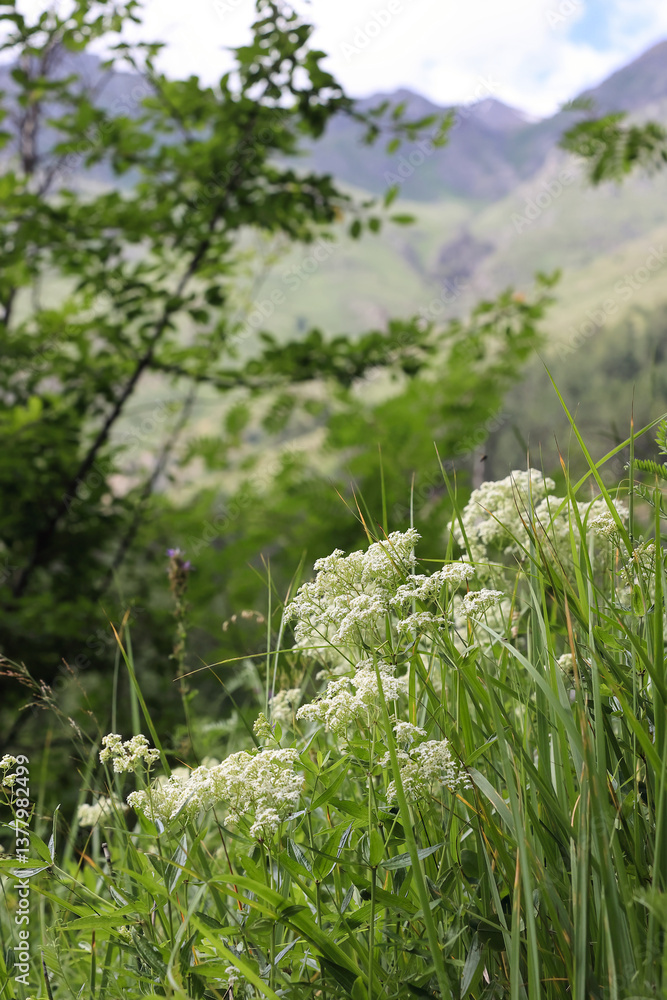 Close-Up Of White Wildflowers And Green Grass With A Blurred Background Of Green Mountain Slopes And Trees. Alpine Meadow Flora Concept. Close-Up Of White Wildflowers And Green Grass With A Blurred Background Of Green Mountain Slopes And Trees. Alpine Meadow Flora Concept.