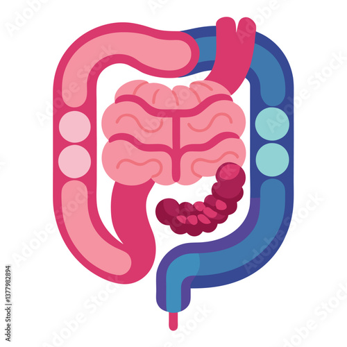 Colorful Flat Design of Human Colon Anatomy for Medical or Educational Purpose, Healthcare Awareness and Digestion