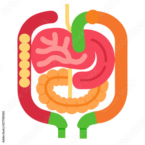 Colorful Flat Design of Human Digestive System Showing Organs Stomach, Intestines, Colon, and Liver