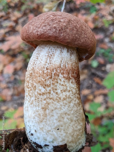 Young beautiful mushroom Leccinum quercinum