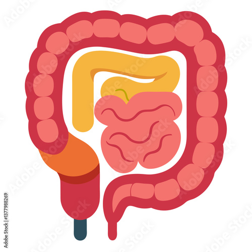 Human Intestine Simplified Flat Illustration, Colon and Small Bowel Anatomy, Digestion System, Medical Diagram, White Background