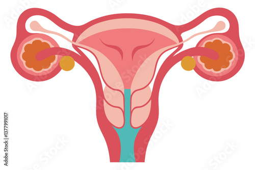 Simplified Female Reproductive System Depicting Uterus, Ovaries, and Fallopian Tubes, Perfect for Medical Education