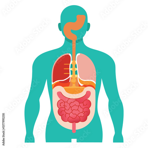 Human Body Anatomy with Internal Organs in Flat Style Design