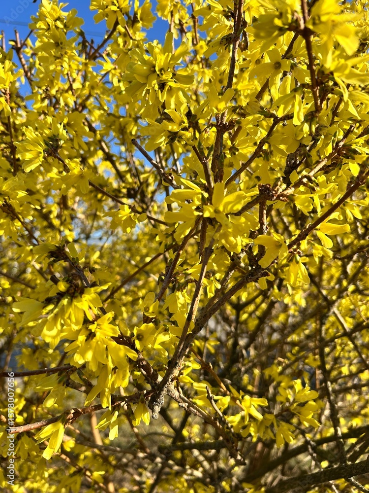 forsythia, forsythia bloom, bush with yellow flowers, spring, bloom
forsythia, forsythia bloom, bush with yellow flowers, spring, bloom