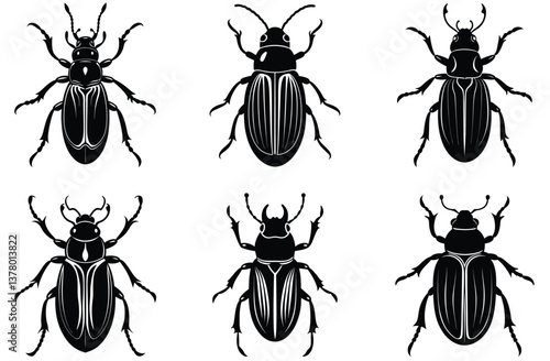 Bettle close up