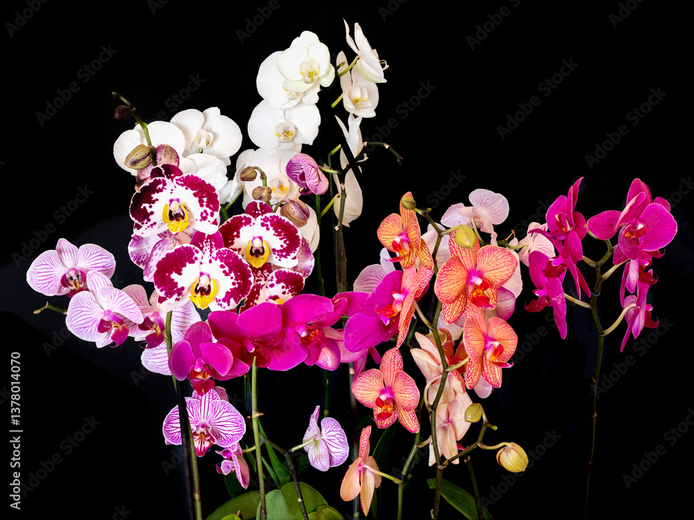 orchid flowers on a dark background