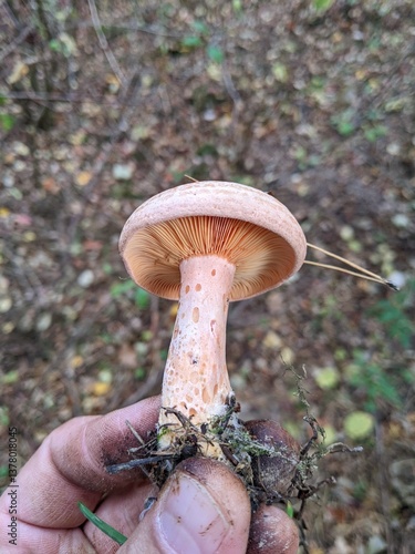 Lactarius deliciosus mushroom with a long stem
