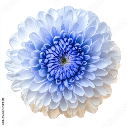 Wallpaper Mural Delicate, light blue and white flower Torontodigital.ca