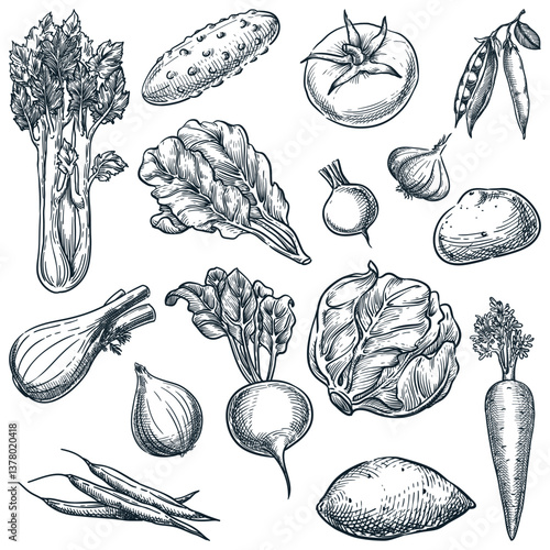 Farm fresh vegetables set. Sketch vector illustration. Hand drawn agriculture harvest design elements