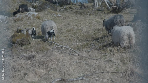 Goats and kid baby goats grazing on grass and relaxing in Norway