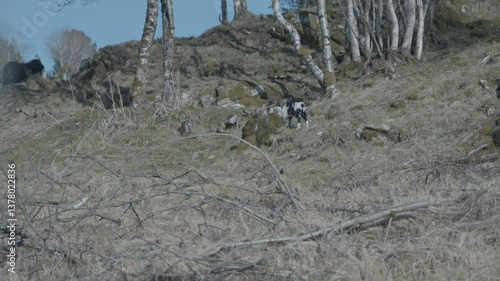 Goats and kid baby goats grazing on grass and relaxing in Norway